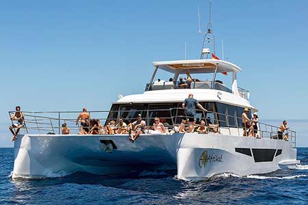 Croisiere en catamaran de luxe Matin Gran Canaria Boat Trips 2026
