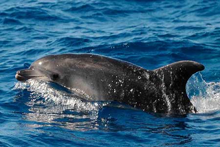 Gui Gui Taxi Bateau Rapid Gran Canaria Boat Trips 2026