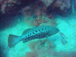 Eau Libre Advance Gran Canaria Boat Trips 2026